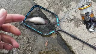 Early December Steelhead Fishing In Lake Erie Tributary [upl. by Yehc766]