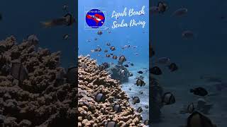 Amed Scuba Diving Dive into Balis Underwater Paradise scubadiving bali amed [upl. by Ahsitak]