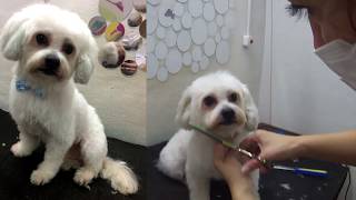 Toaletaj canin  Bichon PUFI 1 [upl. by Annalla]