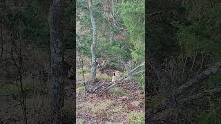 Free range chickens disappearing in the woods bucbuk [upl. by Hnah]