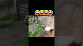 comedy viralvideo viralshorts explore dog fighting cow reels instgram dogfight quetta [upl. by Yahsan]