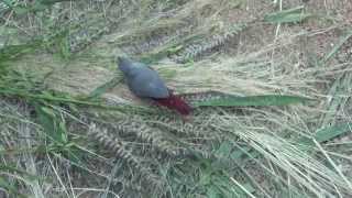 Lavender Waxbill  Estrilda caerulescens [upl. by Hurless]