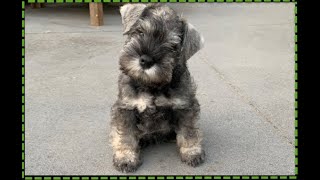 Miniature Schnauzer Puppy first day at home [upl. by Elleret]