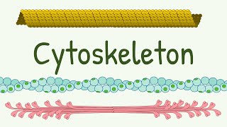 Cell Cytoskeleton Structure amp Functions  Microtubules  Thin Thick and Intermediate Filaments [upl. by Caprice782]