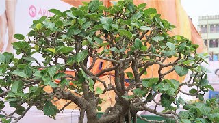 Ficus Benghalensis Bonsai Banyan shorts [upl. by Nylatsirk]