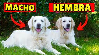 ¡INCREÍBLE Las diferencias entre perros machos y hembras que nadie te contó [upl. by Slemmer429]