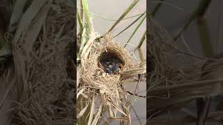 Baby Birds Remarkable Feat Eat In Nest EP111 birdslover birdwatch wildlife viralvideo birds [upl. by Antonetta]