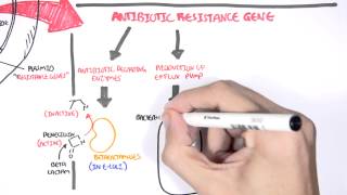 Microbiology  Bacteria Antibiotic Resistance [upl. by Maurey]