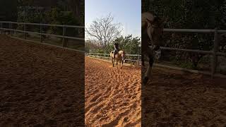 Trotting horse horse horsefan trot [upl. by Eseilenna691]