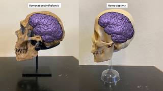 Neanderthals versus anatomically modern humans [upl. by Airalav]