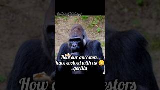 Gorilla gorilla gorillaeating animallover nature shorts abcsofbiology [upl. by Elocen]