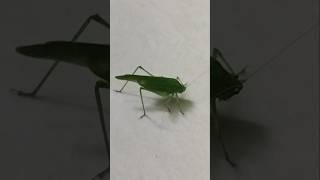 Green amp Brown Grasshopper 🦗🦗 insect insectbehavior insects shorts youtubeshorts [upl. by Eikcid227]