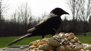 The grackles are returning in mid March [upl. by Oca834]