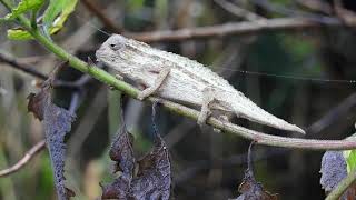 Bearded pygmy Chameleon rieppeleon brevicaudatus [upl. by Fong]