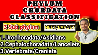 Phylum chordata classificationphylum chordata class 11 by Sagar zoology [upl. by Rozalin]