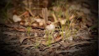 Superb Fairywren Superb BlueWren or Blue Wren Malurus cyaneus ♀  Prachtstaffelschwanz 1 [upl. by Izaak]