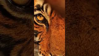 Tiger eye protection youtubeshorts subscribe viralshort ytshortsindia viralvideo [upl. by Ewan290]