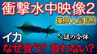 シロイカ（ケンサキイカ）水中映像②見れば10倍釣れる マイカ、白イカ、イカメタル、オモリグ、エギンガー必見 [upl. by Eissolf]