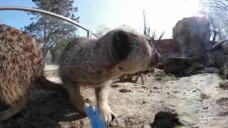 360° Baden Die Erdmännchen auf dem Mundenhof freuen sich über den Frühling [upl. by Ordep]