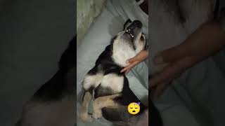 Khane ka peene ka aur sone ka bss😅😅dogsfunnyshorts [upl. by Neesay]