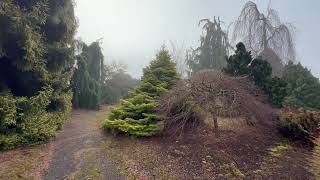 Winter Garden Stroll  Part 2  Conifers and Structural Deciduous Trees are key to Northern Designs [upl. by Eineg]