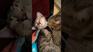 POVWhen your mother loves you2024 shorts cat mother family love kitten [upl. by Orimar47]