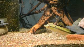 Crenicichla sp quotInirida IVquot [upl. by Leugar266]