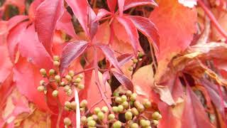 Virginia creeper  Parthenocissus quinquefolia  Ráðhúsvín  Villivínviður  Klifurplanta [upl. by Viviane]