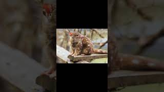 Rat like unknown animal animals animation cute viralvideo wildlife avenger viralshorts [upl. by Hinkle]