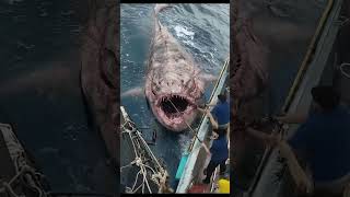 Unbelievable Giant Deep Sea Monster Caught by Fishermen – Rare and Massive Catch [upl. by Elatsyrk]