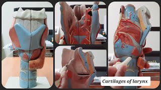 Cartilages of Larynx  Thyroid  Epiglottis  Cricoid  Arytenoid  Corniculate  Cuneiform [upl. by Norrahc]