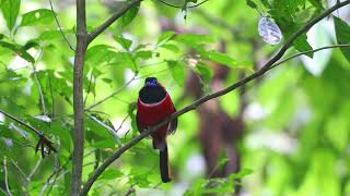 Red Naped Trogon 红枕咬鹃 [upl. by Fernanda]