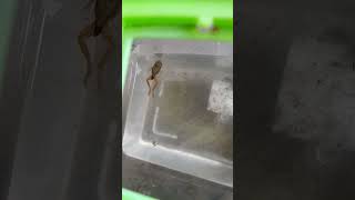 Metamorfosis satu jadi katak [upl. by Ymmac]