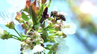 Kranjska čebela  počasni posnetek The Carniolan Honeybee Slow Motion [upl. by Eihcir504]