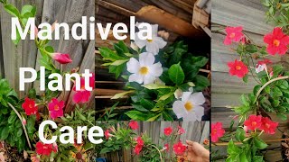 How to care Mandevilla flower plantampBest flowering vine for your garden⚘️Any place [upl. by Squier]