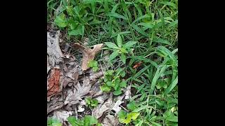 Red wasp slow motion flight hover hunting over grass like a drone seeking a small insect lunch [upl. by Matthias]