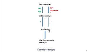 Cours dEndocrinologie vidéo 3  Hormones de lAntéhypophyse [upl. by Ennovehs376]