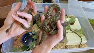 How to Care for EggEating Snakes [upl. by Crespi]