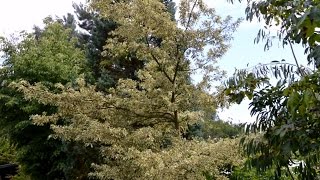 Quercus cerris Argenteovariegata Variegated Turkey Oak [upl. by Henriques328]