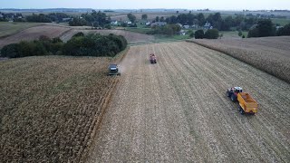 🌽KOSZENIE KUKURYDZY NA ZIARNO✔ FENDT 6275L 2 CIĄGNIKI NA ODWOZIE MF 8740S MF 7495  GR Anioł [upl. by Stagg692]