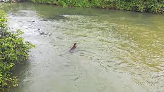 Tapir swimming Iguazu falls Argentina [upl. by Lyrem]