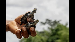 La comunidad Cofán Zábalo logró evitar la desaparición de tortugas en el río Aguarico [upl. by Aivull144]