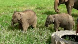 Elephant Nature Park of Thailand [upl. by Ttej]