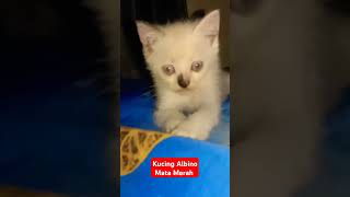 Kucing Albino Mata Merah cat kucinglucu kucing shorts [upl. by Nowaj]