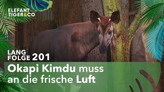 Alles muss raus im Zoo Leipzig Langfolge 201  Elefant Tiger amp Co  ARD [upl. by Burrus]