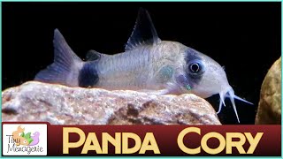 All About Panda Corydoras  Small Gentle and Seriously Cute Catfish [upl. by Marijo]