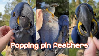 Helping hyacinth Macaws with their pin feathers EXTREMELY SATISFYING [upl. by Fredi]