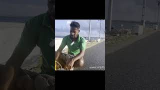 A fisherman in Jaffna  Valvai Bridge shorts jaffna pointpedro friends doctor [upl. by Anelle]