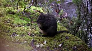 CUTEST PADEMELON [upl. by Elocon]