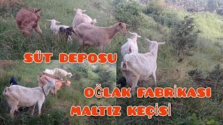 Süt deposu Oğlak fabrikasıMaltız Keçisi Maltız Keçisi kaç lt süt verir keşfet [upl. by Niatsirhc49]